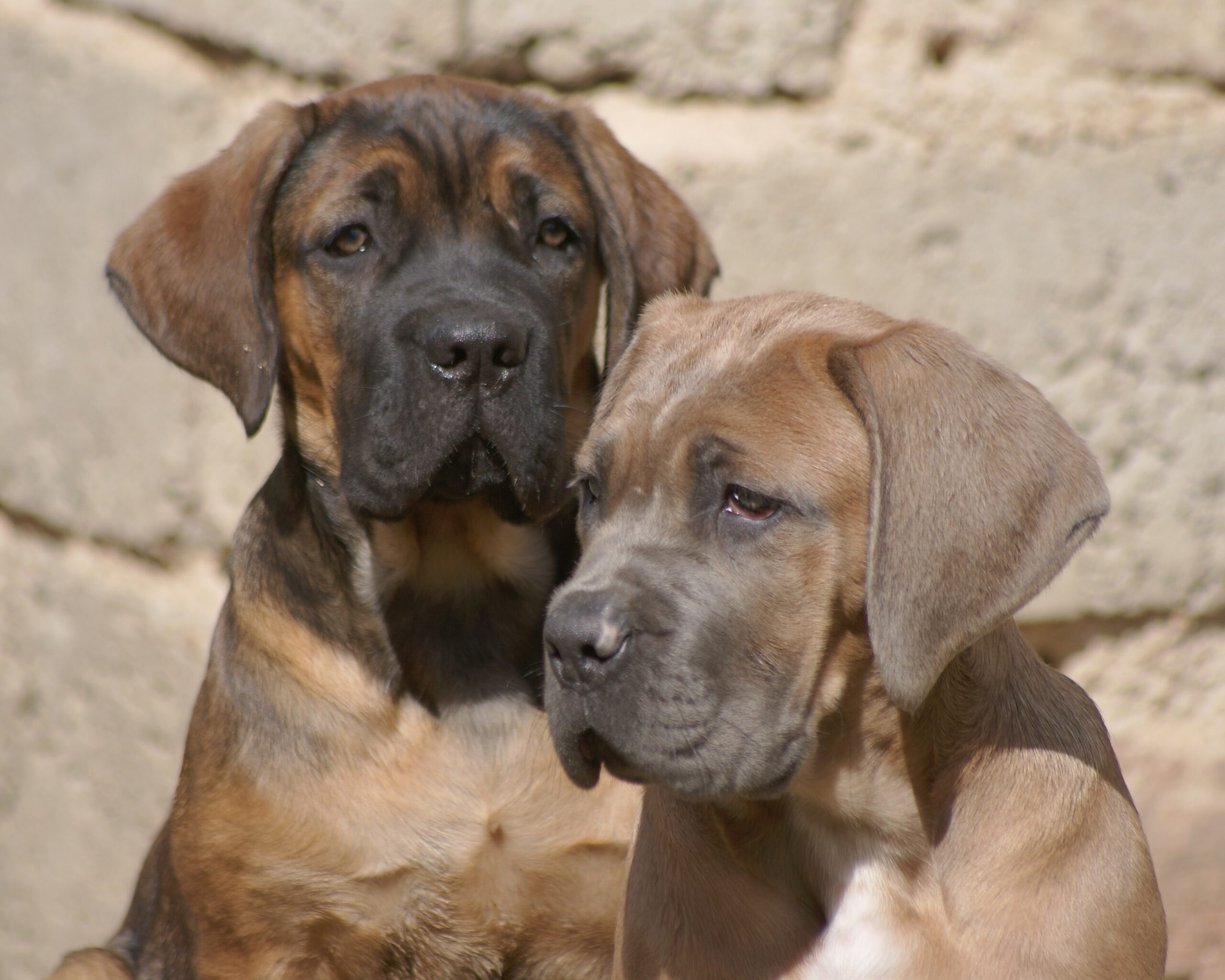 Elevage familial Cane Corso Molosse Vodka et Torres de l'Ecrin de Briérat_Chiots Cane Corso