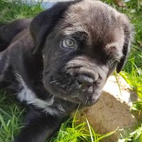 Chiot mignon 5