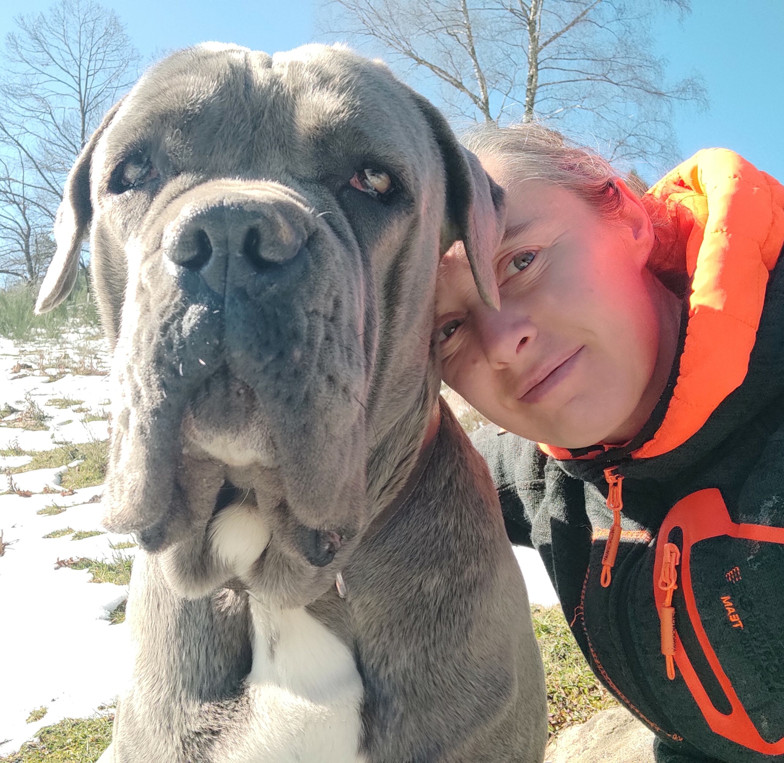 Moi et Téquila de l'Ecrin de Briérat Femelle Cane Corso