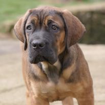 Chiot Cane Corso Portée Ruby x Saïko Vodka de l'Ecrin de Briérat