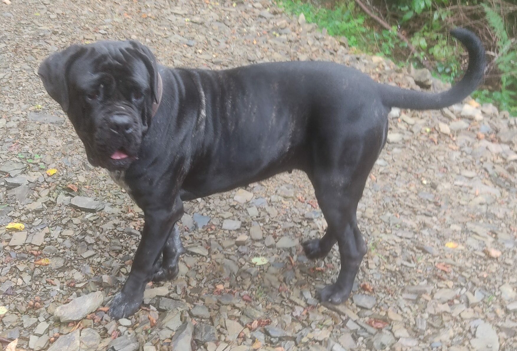 Taïga de l'Ecrin de Briérat Cane Corso