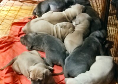 Chiots Cane Corso Portée Ruby x Getro décembre 2021