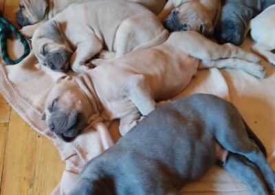 Chiots Cane Corso Portée Ruby x Getro décembre 2021