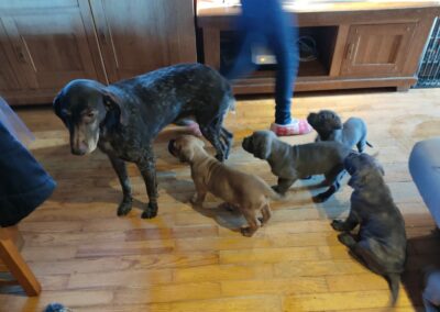 Chiots Cane Corso Portée Ruby x Getro décembre 2021 Avec tatie Luna
