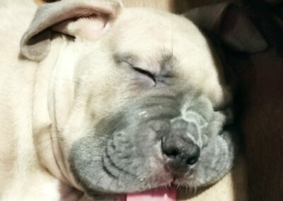 Chiot Cane Corso Portée Ruby x Getro décembre 2021 Stromae de l'Ecrin de Briérat / Samba