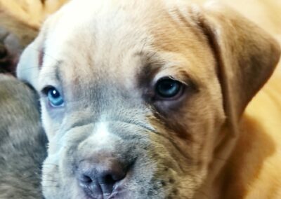 Chiot Cane Corso Portée Ruby x Getro décembre 2021 Stromae de l'Ecrin de Briérat / Samba