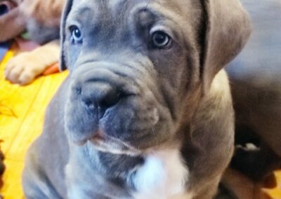 Chiot Cane Corso Portée Ruby x Getro décembre 2021