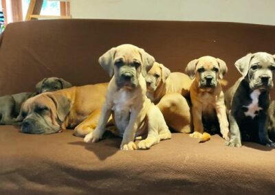 Chiots Cane Corso Portée Ruby x Getro décembre 2021