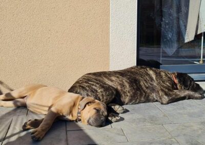Cane Corso Portée Ruby x Getro décembre 2021 Sahel de l'Ecrin de Briérat