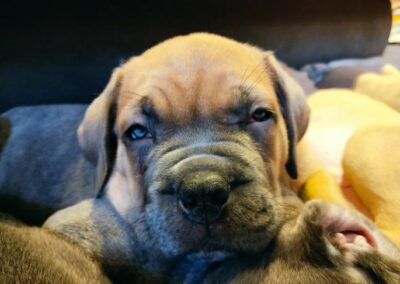 Chiot Cane Corso Portée Ruby x Getro décembre 2021 Sahel de l'Ecrin de Briérat