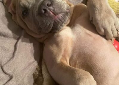 Chiot Cane Corso Portée Ruby x Getro décembre 2021 Spirit de l'Ecrin de Briérat / Senkaï