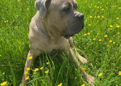 Cane Corso Portée Ruby x Getro décembre 2021 Spirit de l'Ecrin de Briérat / Senkaï