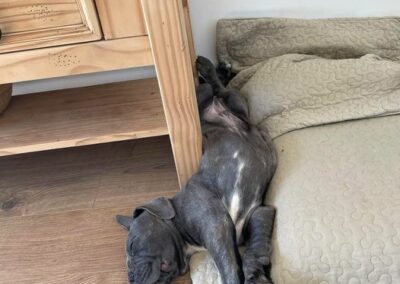 Chiot Cane Corso Portée Ruby x Getro décembre 2021 Sisko de l'Ecrin de Briérat