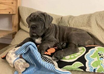 Chiot Cane Corso Portée Ruby x Getro décembre 2021 Sisko de l'Ecrin de Briérat