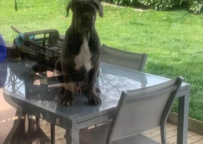Cane Corso Portée Ruby x Getro décembre 2021 Sisko de l'Ecrin de Briérat
