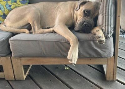 Cane Corso Portée Ruby x Getro décembre 2021 Soo Calou de l'Ecrin de l'Ecrin de Briérat