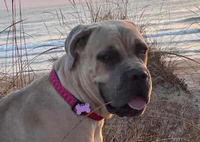 Cane Corso Portée Ruby x Getro décembre 2021 Soo Calou de l'Ecrin de l'Ecrin de Briérat