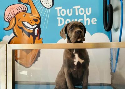 Chiot Cane Corso Portée Ruby x Getro décembre 2021 Sven de l'Ecrin de Briérat