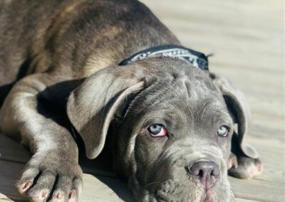 Chiot Cane Corso Portée Ruby x Getro décembre 2021 Sven de l'Ecrin de Briérat