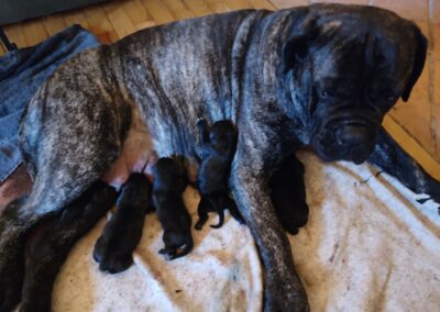 Portée Cane Corso Penny x Getro février 2022