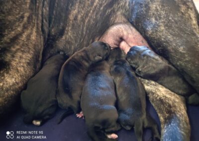 Portée Cane Corso Penny x Getro février 2022