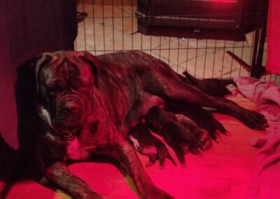 Portée Cane Corso Penny x Getro février 2022