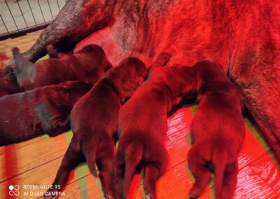 Portée Cane Corso Penny x Getro février 2022