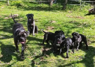 Portée Cane Corso Penny x Getro février 2022