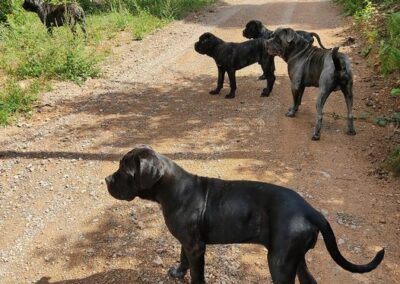 Portée Cane Corso Penny x Getro février 2022