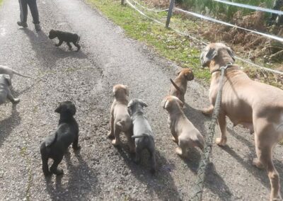 Chiots Cane Corso Ruby x Saïko