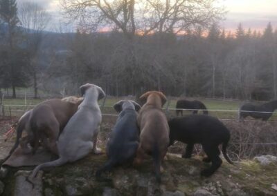 Chiots Cane Corso Portée Ruby x Saïko