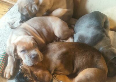 Chiots Cane Corso Portée Ruby x Saïko