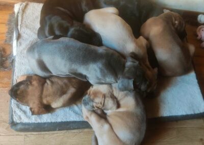 Chiots Cane Corso Portée Ruby x Saïko