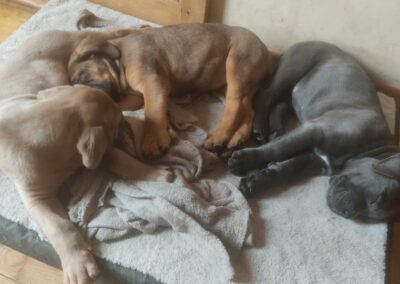 Chiots Cane Corso Portée Ruby x Saïko