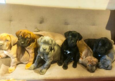 Chiots Cane Corso Portée Ruby x Saïko