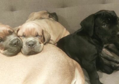 Chiots Cane Corso Portée Ruby x Saïko
