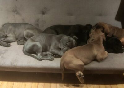 Chiots Cane Corso Portée Ruby x Saïko