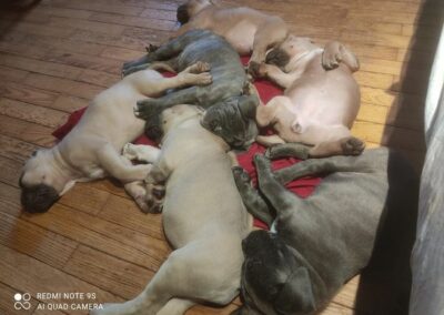 Chiots Cane Corso Portée Ruby x Saïko