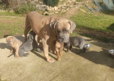 Chiots Cane Corso Portée Ruby x Saïko