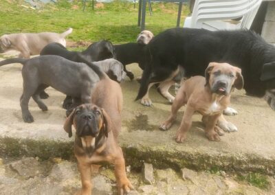 Chiots Cane Corso Portée Ruby x Saïko