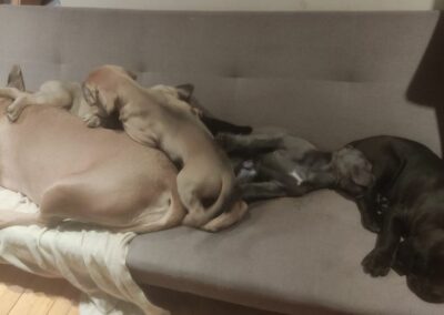 Chiots Cane Corso Portée Ruby x Saïko