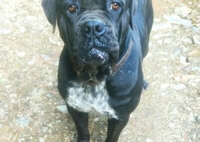 Cane Corso Portée Penny x Getro 26.02.2021