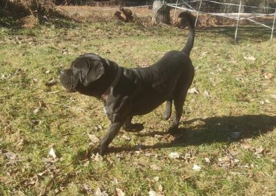Cane Corso Portée Penny x Getro 26.02.2021