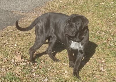 Cane Corso Portée Penny x Getro 26.02.2021