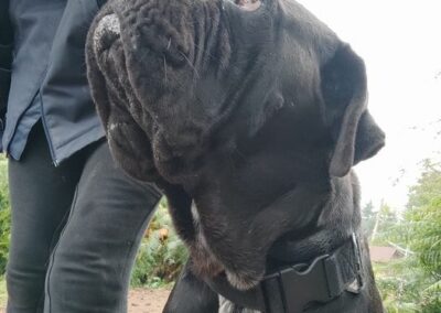 Cane Corso Portée Penny x Getro 26.02.2021