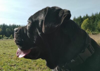 Cane Corso Portée Penny x Getro 26.02.2021