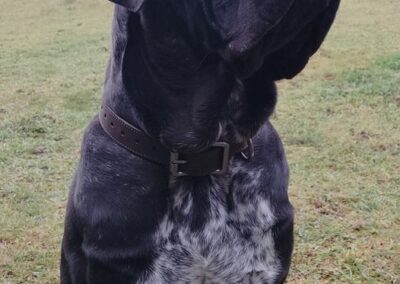 Cane Corso Portée Penny x Getro 26.02.2021