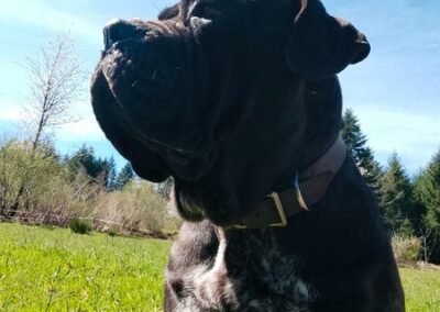 Cane Corso Portée Penny x Getro 26.02.2021