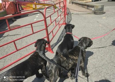 Chiots Cane Corso Portée Penny x Getro 26.02.2021