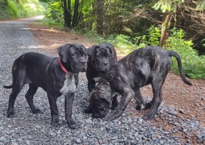 Chiots Cane Corso Portée Penny x Getro 26.02.2021